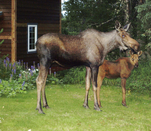 Mama moose with calf